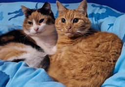 Professional pet taxi service in Haslington - comfortable home environment