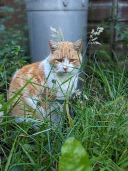 Professional pet sitting service in Haslington - comfortable home environment