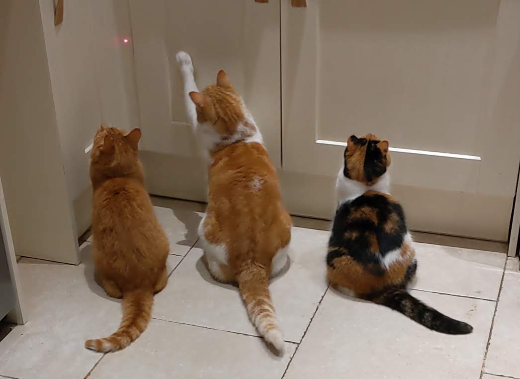 Three cats background
