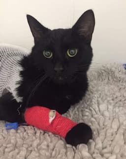 Professional vet appointments service in Haslington - comfortable home environment