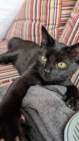 Professional overnight pet sitting service in Haslington - comfortable home environment